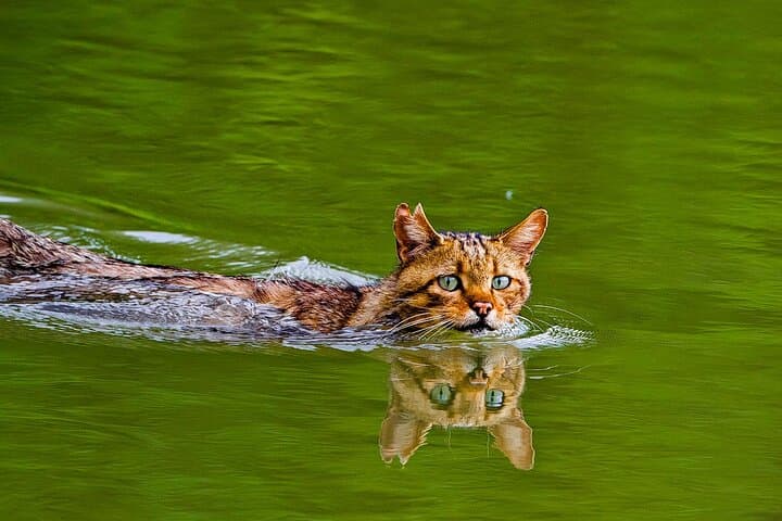 Bucharest to Danube Delta: 2-Day Private Tour to the Black Sea & Wildlife photo 3