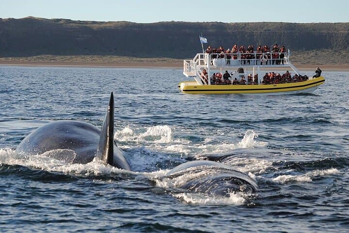 Peninsula Valdés Full-Day Wildlife & Whale Watching from Puerto Madryn photo 3