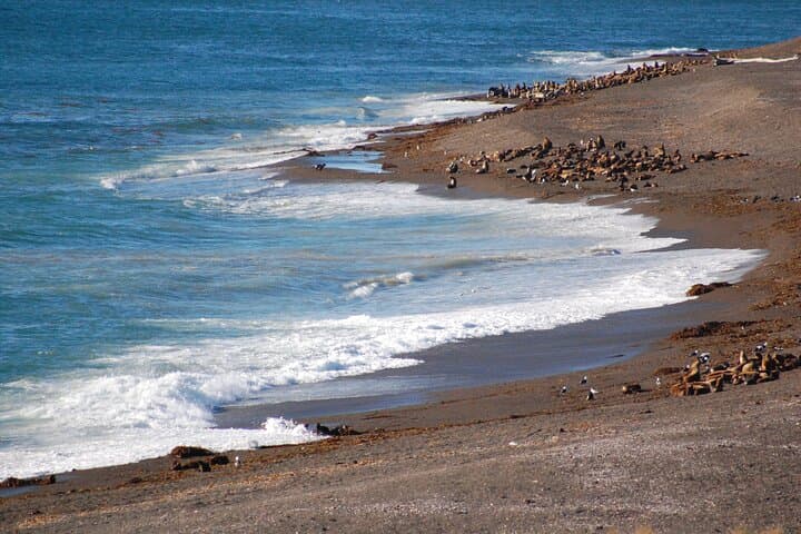 Peninsula Valdés Full-Day Wildlife & Whale Watching from Puerto Madryn photo 2