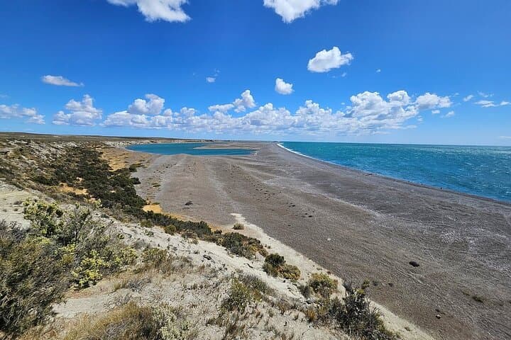 Peninsula Valdés Full-Day Wildlife & Whale Watching from Puerto Madryn photo 5