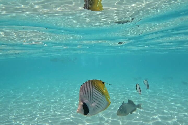 Moorea Lagoon Exploration and Snorkeling with Stingrays, Sharks and Turtles photo 5