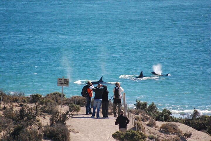 Peninsula Valdés Full-Day Wildlife & Whale Watching from Puerto Madryn photo 6
