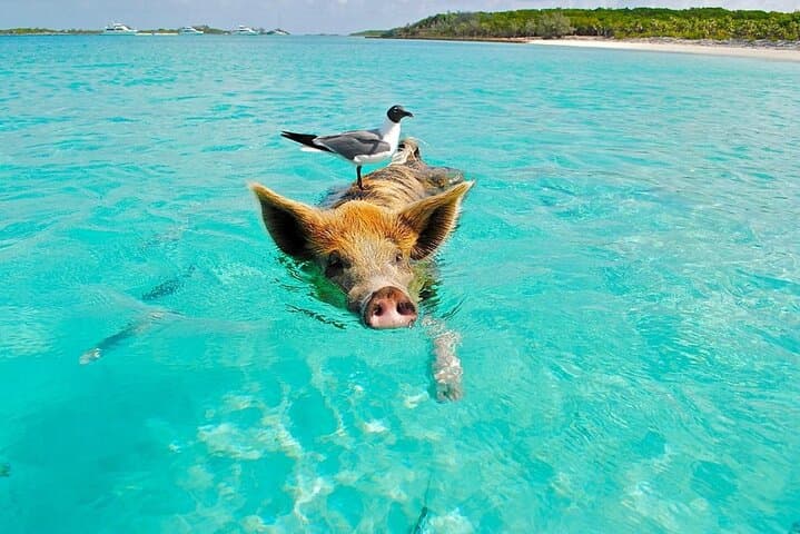 Private Longtail Boat Tour to Koh Madsum & Koh Tan (Koh Samui) — Snorkel, Swim & Lunch photo 3