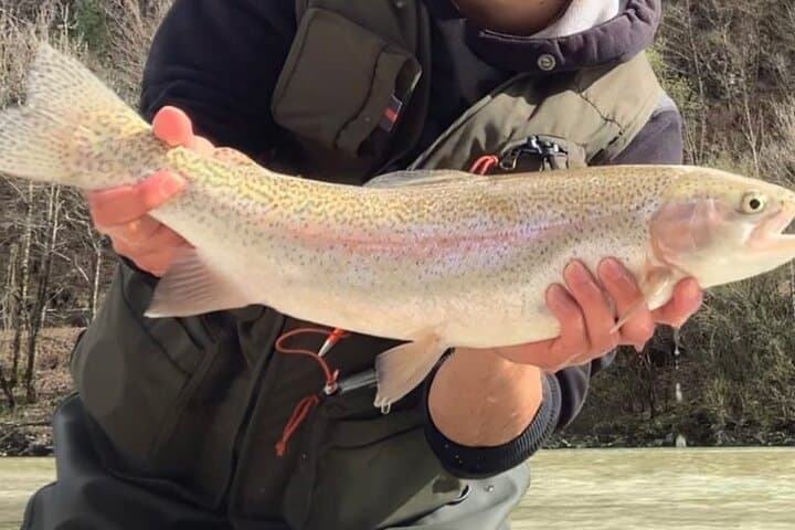 Fly-Fishing the Soča (Isonzo) Front: Full-Day Guided Marble Trout Expedition photo 2