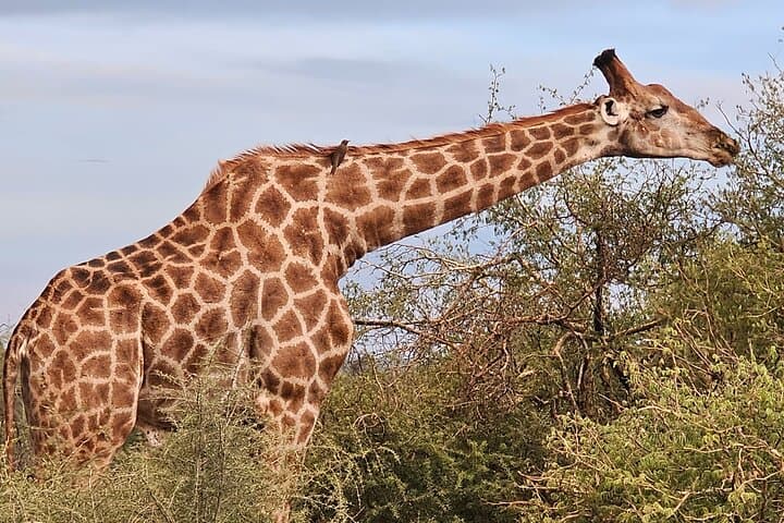 3-Day Kruger Safari & Panorama Route — 2-Night Big Five Adventure photo 3