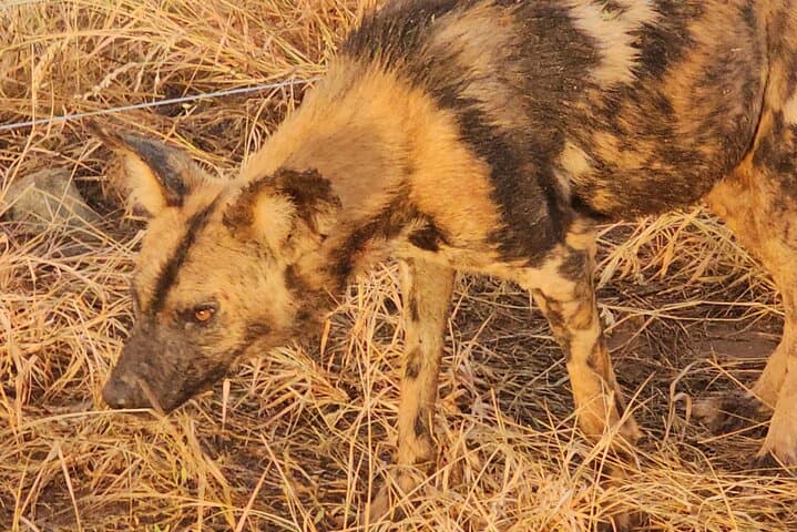 3-Day Kruger Safari & Panorama Route — 2-Night Big Five Adventure photo 4