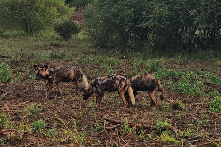 3-Day Kruger Safari & Panorama Route — 2-Night Big Five Adventure photo 5