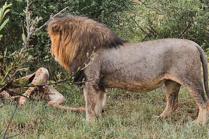 3-Day Kruger Safari & Panorama Route — 2-Night Big Five Adventure photo 6