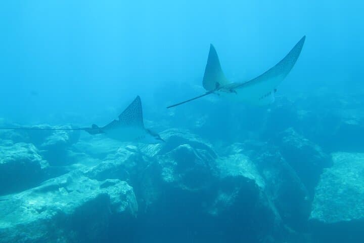 Galápagos in Four Days: 3 Islands of Wildlife and Snorkeling Highlights photo 6