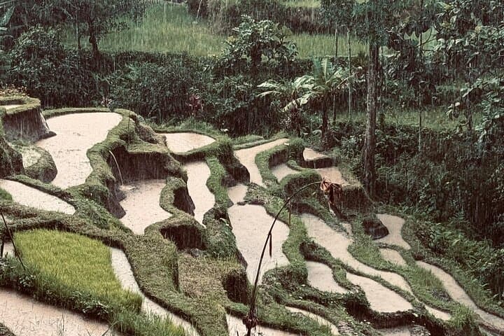 Ubud Private Day Tour: Tegalalang, Tirta Empul & Jungle Waterfalls photo 1