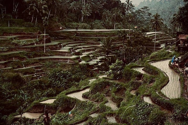 Ubud Private Day Tour: Tegalalang, Tirta Empul & Jungle Waterfalls photo 2