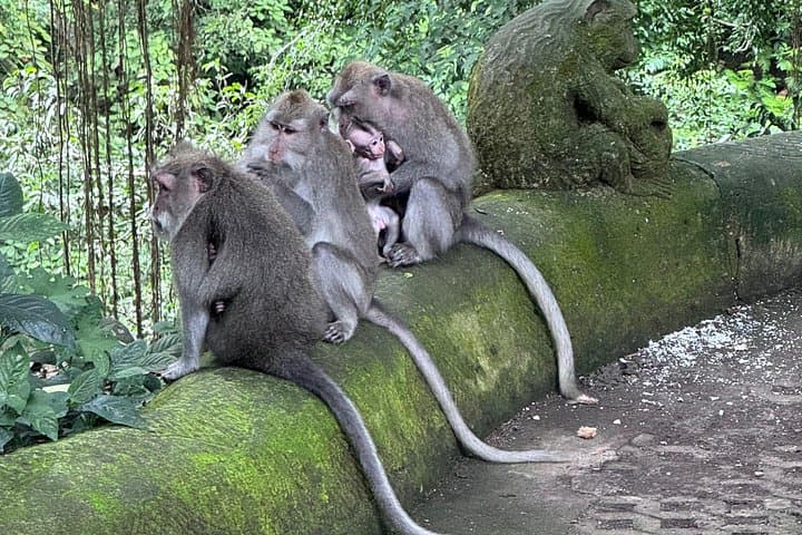 Ubud Private Day Tour: Tegalalang, Tirta Empul & Jungle Waterfalls photo 4