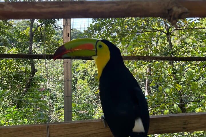 Private Sloth & Monkey Park Tour in Roatán: Wildlife, Chocolate & Rum Tasting photo 5