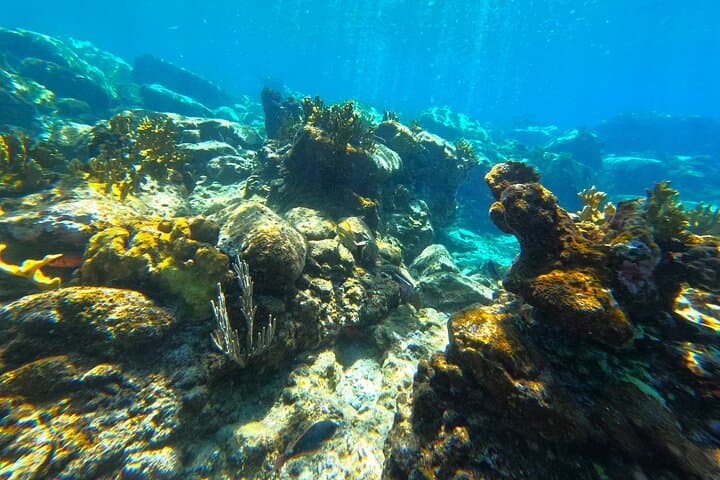 Private Multi‑Beach Snorkel Tour Tortola — Secret Beaches & Octopus Garden photo 6