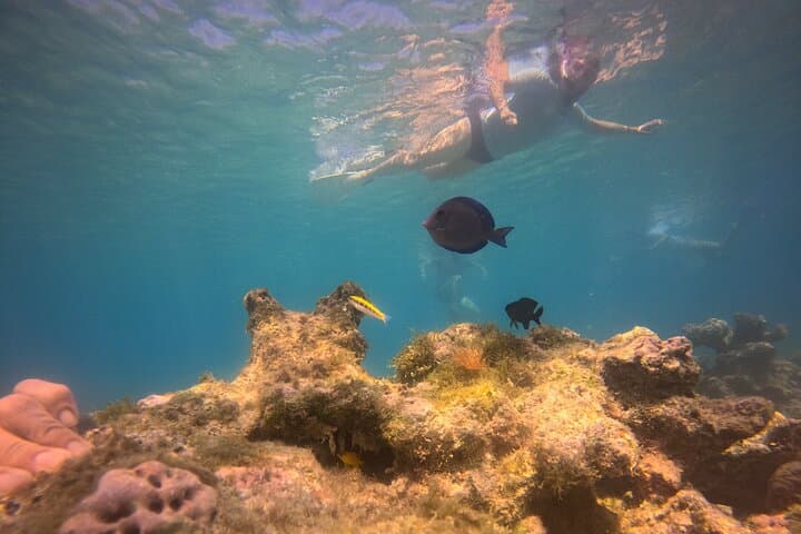 Private Multi‑Beach Snorkel Tour Tortola — Secret Beaches & Octopus Garden photo 3