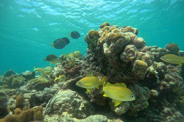 Private Multi‑Beach Snorkel Tour Tortola — Secret Beaches & Octopus Garden photo 4