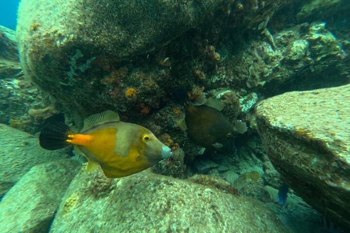 Private Multi‑Beach Snorkel Tour Tortola — Secret Beaches & Octopus Garden photo 2