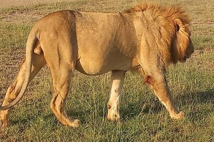 4-Day Masai Mara Safari & Maasai Village Dance Experience