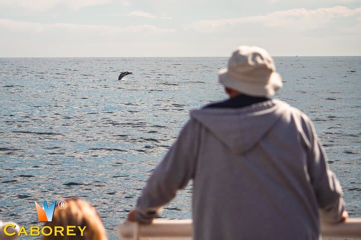 Cabo Whale Watch: Three-Level Vessel to El Arco During Winter Migration