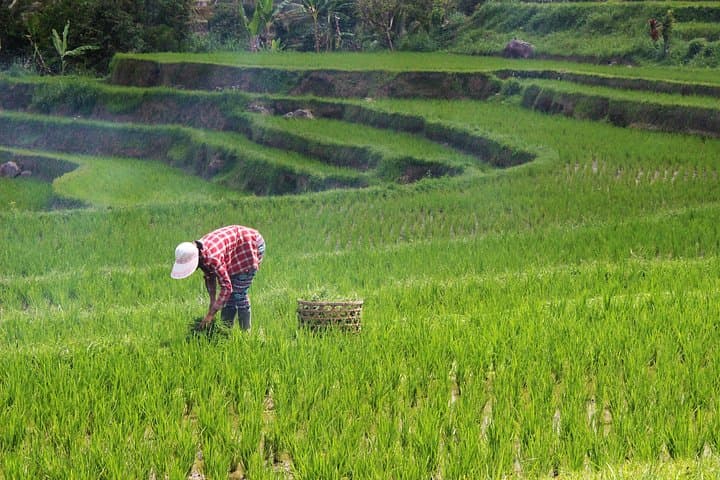 Bali Full-Day Handara, Ulun Danu, Jatiluwih & Tanah Lot — Photo Stops and Practical Guide photo 4