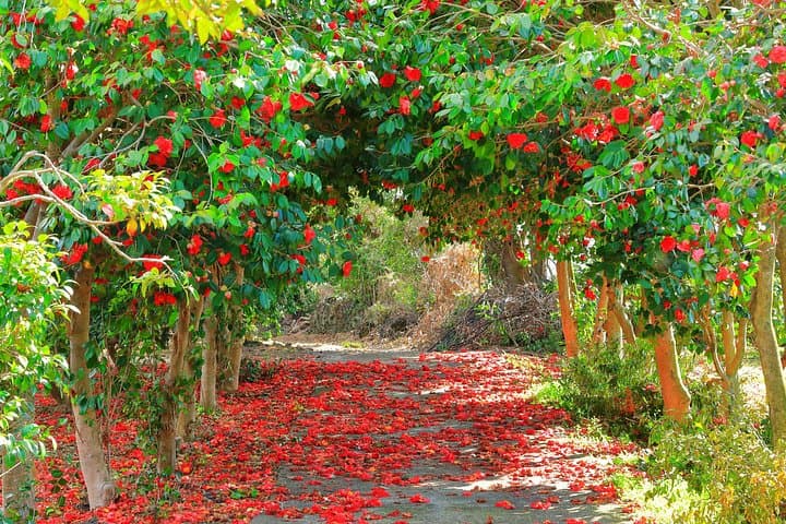 Jeju Cherry Blossom Full-Day Tour: King Cherry, Hallasan & UNESCO Sites photo 3