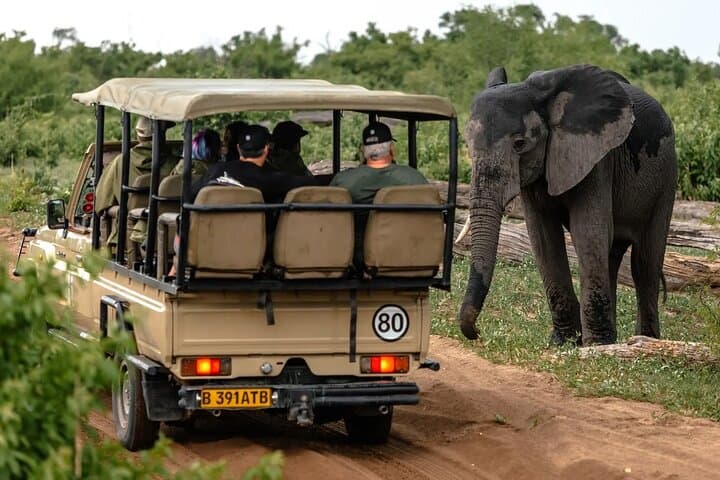 Full-Day Chobe Safari from Victoria Falls — Chasing Elephants in Chobe National Park