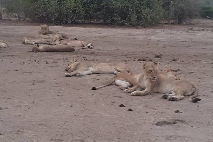 Full-Day Chobe Safari from Victoria Falls — Chasing Elephants in Chobe National Park photo 4