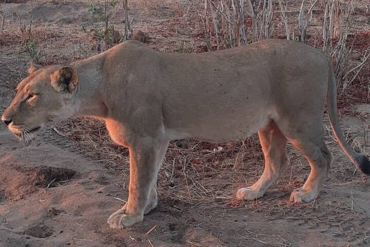 Full-Day Chobe Safari from Victoria Falls — Chasing Elephants in Chobe National Park photo 6