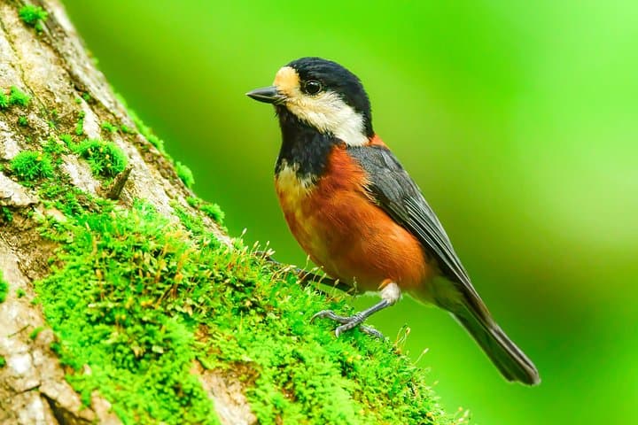 Bird Watching Around Nikko Toshogu Shrine: Senjogahara Plateau Day Tour photo 2