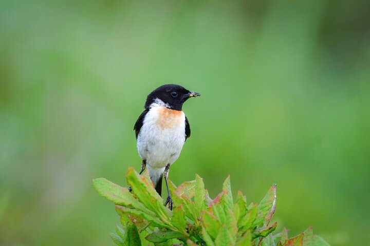 Bird Watching Around Nikko Toshogu Shrine: Senjogahara Plateau Day Tour photo 3