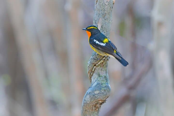 Bird Watching Around Nikko Toshogu Shrine: Senjogahara Plateau Day Tour photo 4