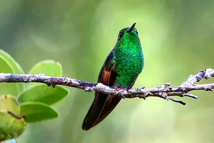 Monteverde Cloud Forest Tour: Guided Walk Through Costa Rica's Cloud Forest Reserve photo 2