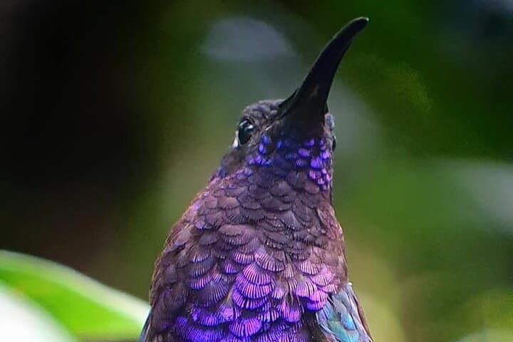 Monteverde Cloud Forest Tour: Guided Walk Through Costa Rica's Cloud Forest Reserve photo 3