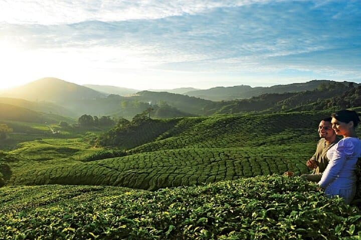 Cameron Highlands Day Trip from Kuala Lumpur — Tea Estates, Strawberry Picking & Waterfalls photo 6