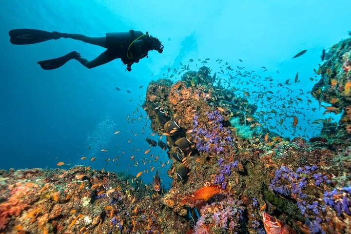 Three Fun Dives at Phi Phi Islands for Certified Divers — Day Trip from Phuket photo 5