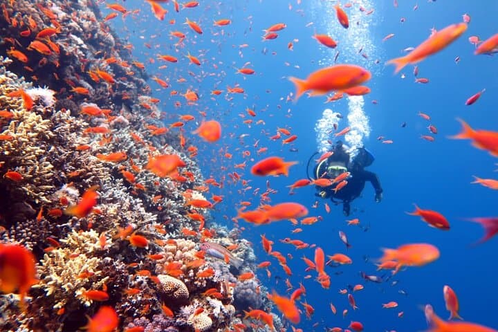3 Fun Dives: King Cruiser Wreck, Shark Point & Koh Dok Mai — Phuket Advanced Diver Trip photo 5