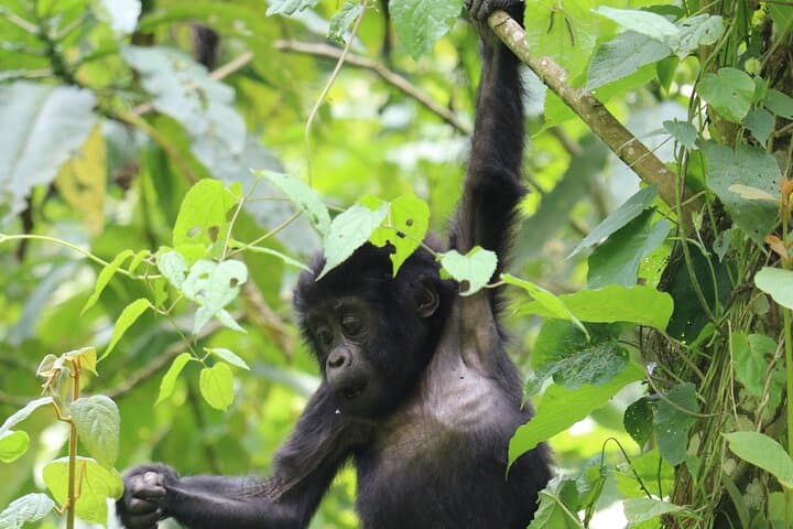 3-Day Bwindi Gorilla Trekking Safari — Bwindi Impenetrable Gorilla Experience photo 4