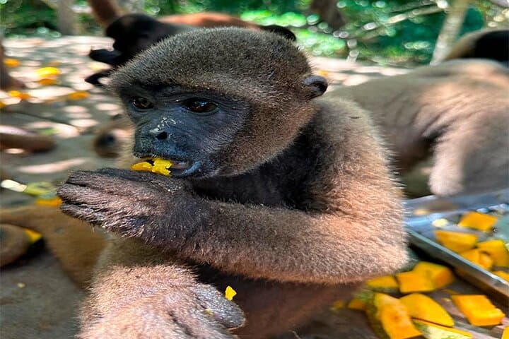 Monkey Island Amazon River Sunset Tour from Iquitos photo 4