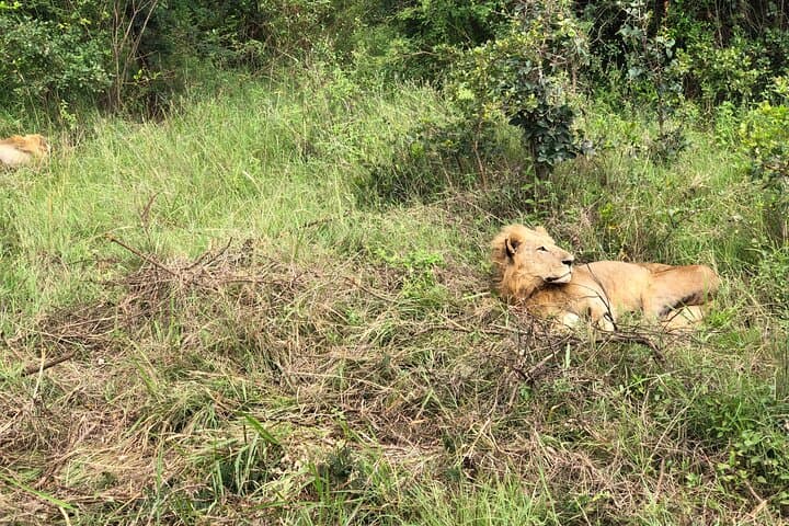 7-Day Kenya Safari: Masai Mara, Lake Nakuru & Amboseli Adventure photo 3