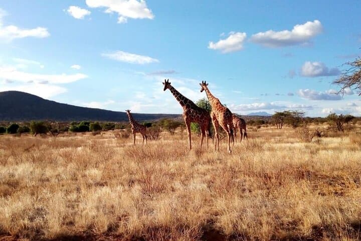 7-Day Kenya Safari: Masai Mara, Lake Nakuru & Amboseli Adventure photo 4