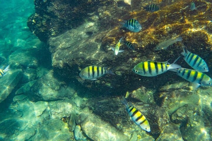 Tayrona National Park Snorkeling & Beach Day from Santa Marta — Swim with Turtles and Coral Gardens photo 5
