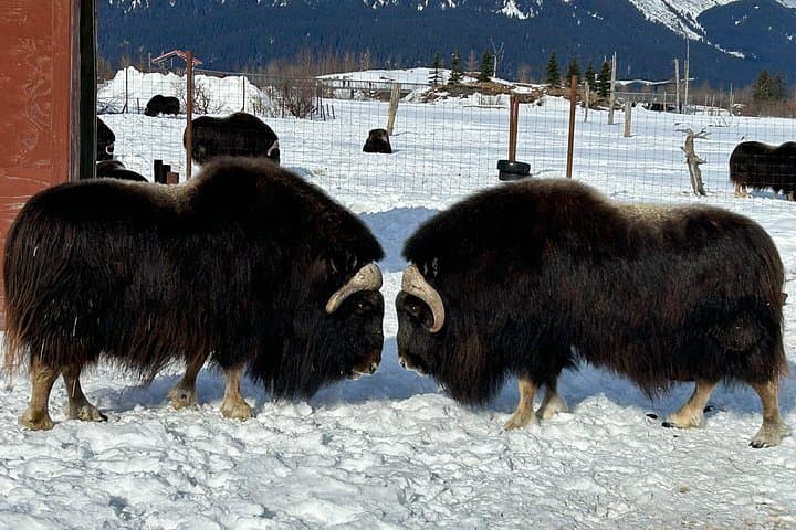 Whittier to Anchorage Half Day Transit Tour: Wildlife, Scenic Views & Alaska’s History photo 4