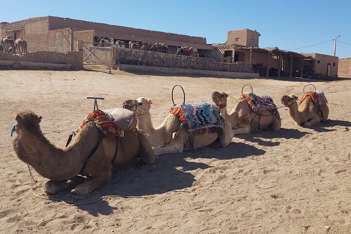 Private Agafay Desert Excursion from Marrakech — Camel Ride, Atlas Views & Argan Cooperative