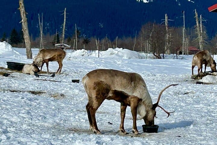 Explore Alaska’s Wildlife and Glaciers: A Scenic Journey from Anchorage photo 6