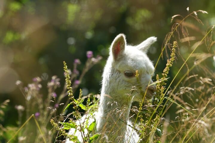 Steim Farm Experience: Alpacas, Fjord Views & Viking-Age Farm Life in Vik, Norway