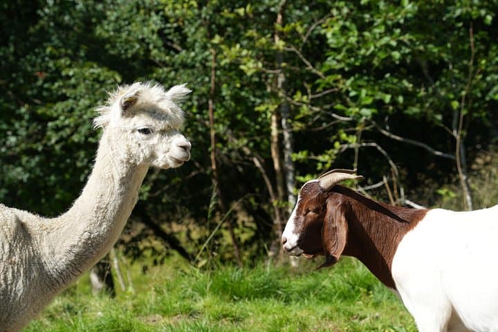 Steim Farm Experience: Alpacas, Fjord Views & Viking-Age Farm Life in Vik, Norway photo 3