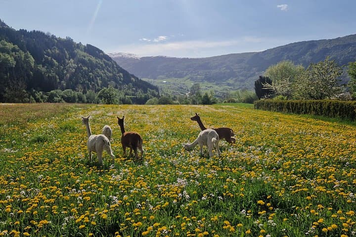 Steim Farm Experience: Alpacas, Fjord Views & Viking-Age Farm Life in Vik, Norway photo 4