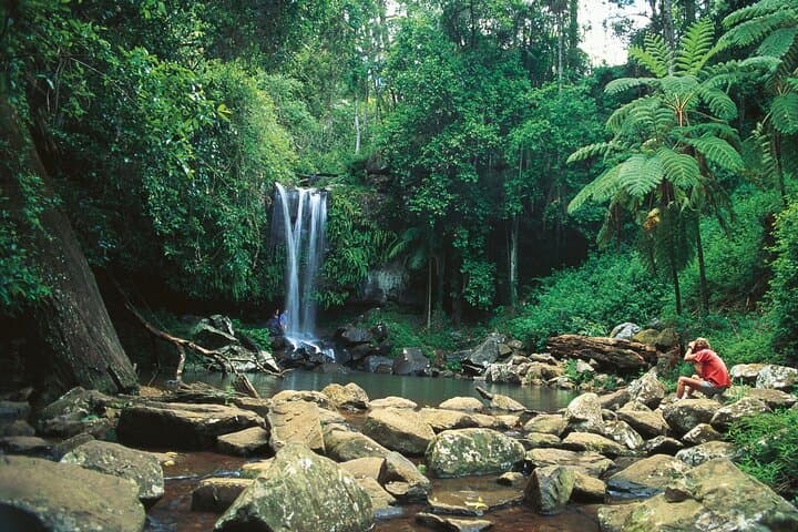 Tamborine Mountain Hop-On Hop-Off: Gallery Walk, Rainforest & Waterfalls from Brisbane