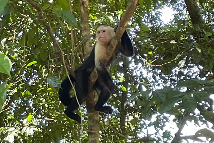 El Miro Viewpoint Guided Hike Near Jaco — Private 2‑Hour Nature Hike photo 2
