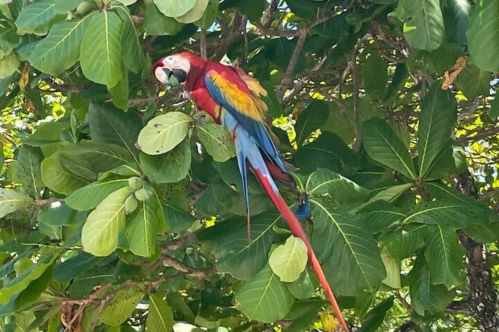 El Miro Viewpoint Guided Hike Near Jaco — Private 2‑Hour Nature Hike photo 5